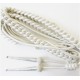 Aiguillette